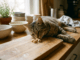 Katze schnuppert an Pistazien